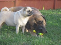 Veda and Ramses